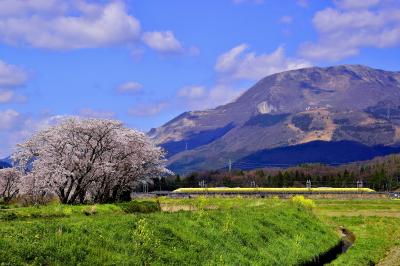 満開な桜色に染まる春の伊吹山の風景を探しに訪れてみた・・・そして幸せの黄色い新幹線