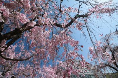 休業宣言の１日前に滑り込みセーフ　青空に映えるしだれ桜に感動♪　東谷山フルーツパーク♪