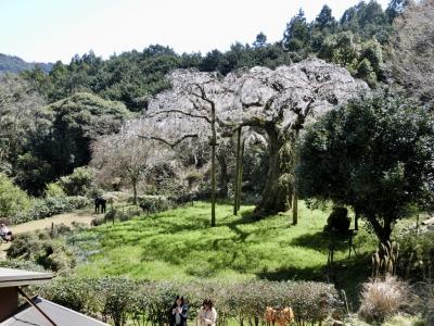 紹太寺しだれ桜と漁港の道TOTOCO