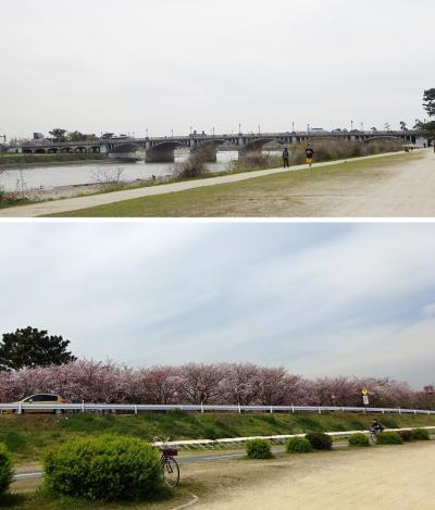 行き忘れてた桜の名所　武庫川河川敷