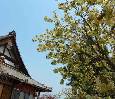 えっ ！ 緑色の桜・広陵町・三吉