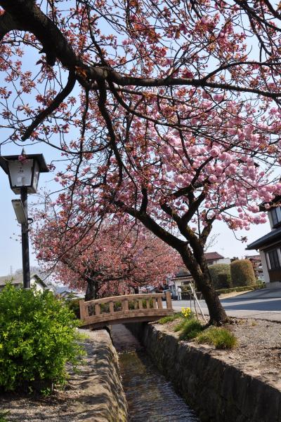 白井宿の八重桜と白井城址