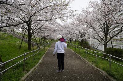 コルナウィルス対応花見