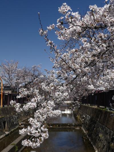 「八瀬川」のサクラ_2020_３月２５日：３～５分咲きでした。（群馬県・太田市）