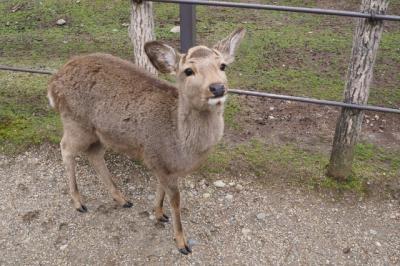 滑り込みで北方鎮護のカミに逢いに～奈良ホテル・奈良国立博物館・純喫茶・鮮魚列車編～