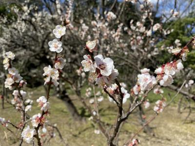 2020年2月　小石川後楽園＆文京シビックセンター