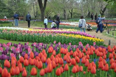 満開のチュ－リップ　　　　IN　　　昭和記念公園