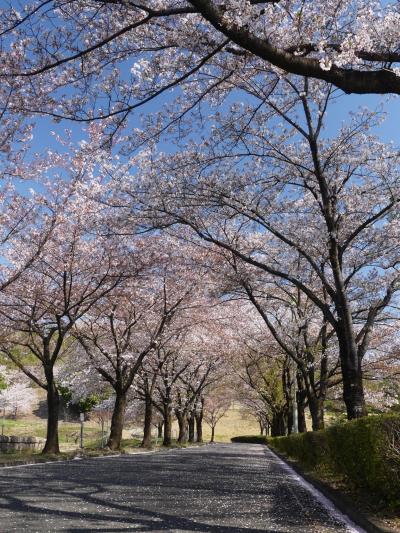 「八王子山公園墓地」のサクラ_2020_４月９日は、散り盛りでした（群馬県・太田市）