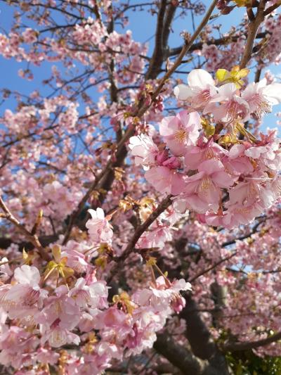 下田　観音温泉正運館　客室檜風呂付