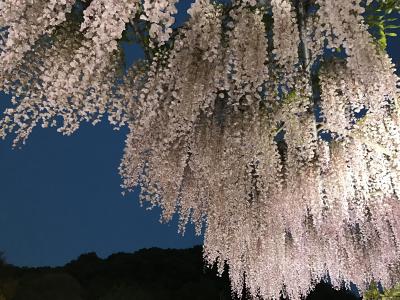 ひたち海浜公園のネモフィラとあしかがフラワーパークの藤の花2017