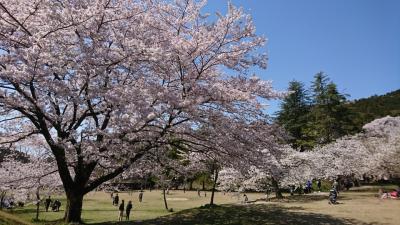 近場でお花見♪