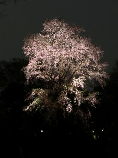 東京お花見巡り Vol.4 [駒込編](2019年3月)