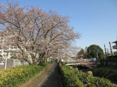 東久留米 清瀬 花見 に関する旅行記 ブログ フォートラベル 東京