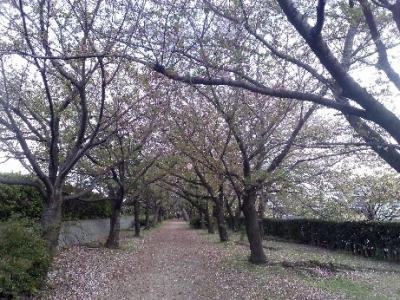 桜の季節に、武漢ウイルスについて考えてみた。