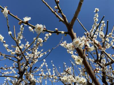 2020年2月　うめのき憩いの森