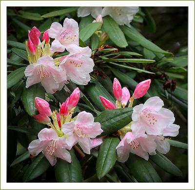 Solitary Journey［1368］春真っ盛りなのでお出かけ～♪オダマキの花と石楠花の花がきれいでした。＜湧永庭園＞広島県安芸高田市