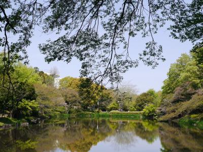 新緑のじゅん菜池緑地・回向院市川別院源光寺・里見公園☆2020/04/15