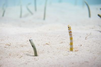 大洗水族館と明太子とメロン