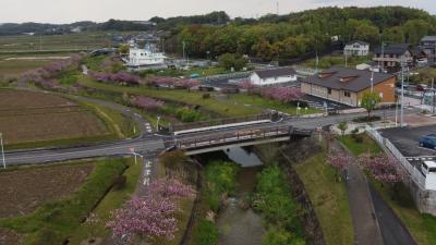 ふわり空撮　東浦町の八重桜