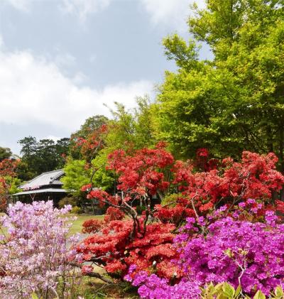 「つつじが岡第二公園」のツツジ_2020_赤は満開、他はまだまだでした（群馬県・館林市）