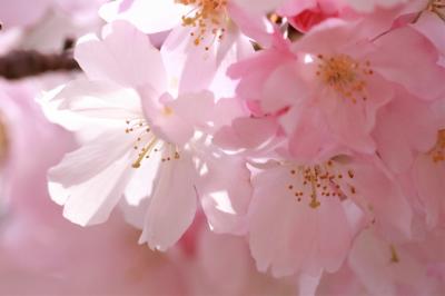 ショートトリップ桜巡り♪　ふんわりと咲く思川桜の艶姿♪　豊田市美術館♪