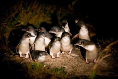 タスマニアの旅⑤ 「ビーチフロントビチェノ」に泊まってペンギンパレードを見る