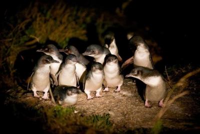 タスマニアの旅⑤ 「ビーチフロントビチェノ」に泊まってペンギンパレードを見る