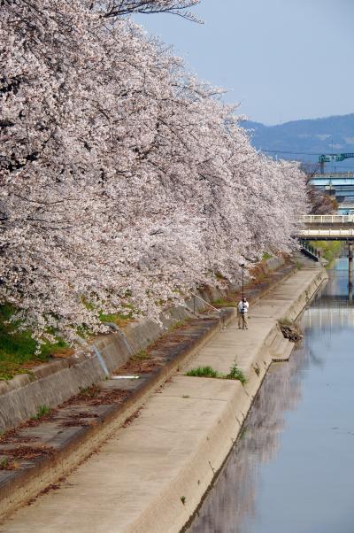 2020年の京都自然200選～久御山東一口前川堤桜並木１（下見）