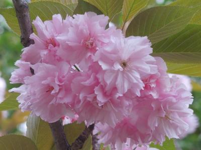 福岡中央公園で見られた優雅な八重桜