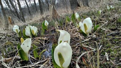 春の大感謝際プラン　つるつる温泉の帰り道～
