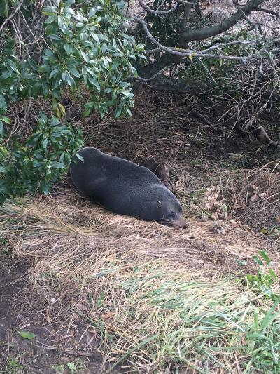 町中どこでもオットセイ