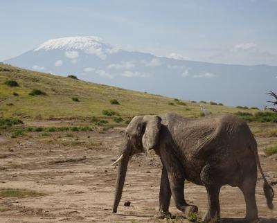ケニア・サファリ旅行②アンボセリ