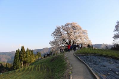 どこかにマイルで広島へ（岡山・醍醐桜を中心に桜の名所を回ってみました）