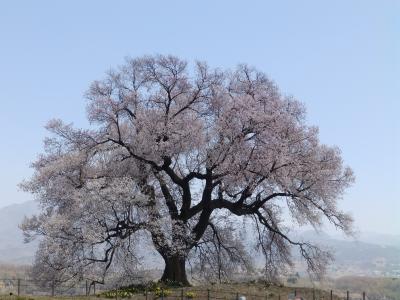 桜アーカイブ2019　－山梨