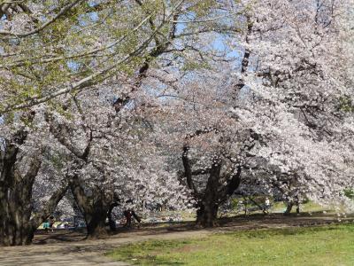 桜アーカイブ2019　－東京