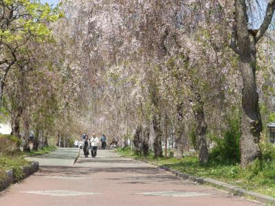 桜アーカイブ2018　－福島