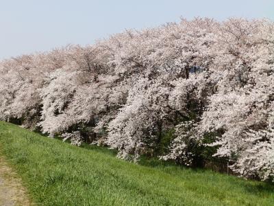 桜アーカイブ2018　－埼玉