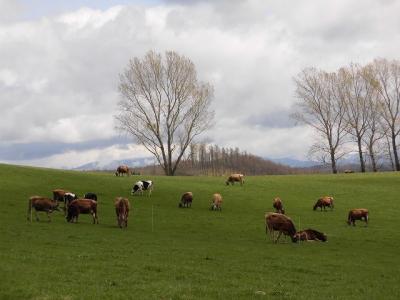 2018年5月 GW旭川&美瑛・富良野旅行 ~美瑛・富良野編~
