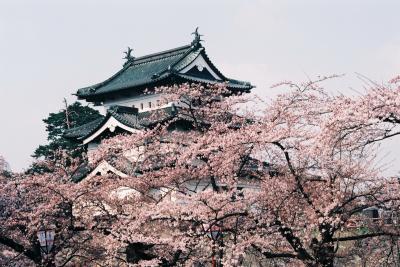 【思い出の旅】レールバスとみちのくの桜に出会う旅