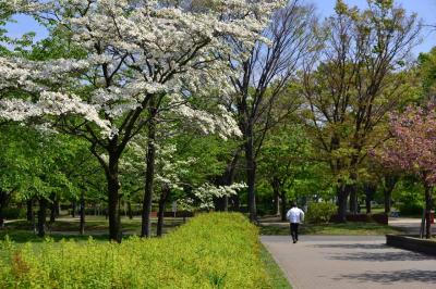 恋人たちの・・いいえ水鳥たちの季節です　舎人公園