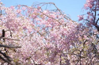 非常事態宣言中の為、遠出を止め近辺（宝塚の桜）を視察しました。（運動不足解消含め）