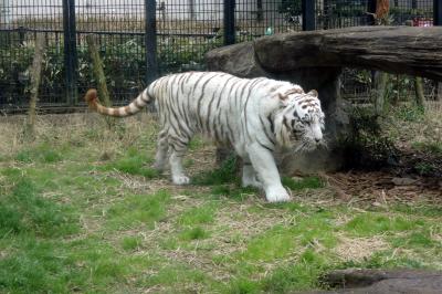 ２３．早春の鹿児島2泊　鹿児島市平川動物園その１