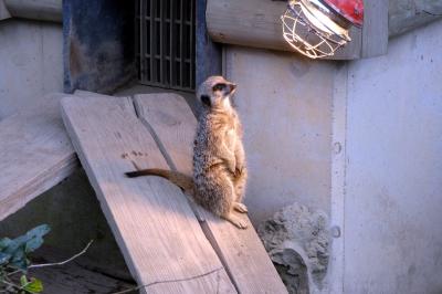 ２５．早春の鹿児島2泊　鹿児島市平川動物園その３ 