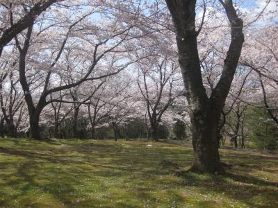 今年は、近場でお花見を♪