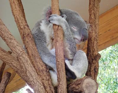 ブリスベンに関する旅行記 ブログ フォートラベル オーストラリア Brisbane