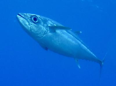 粟国と瀬長島へ。どうつながる？