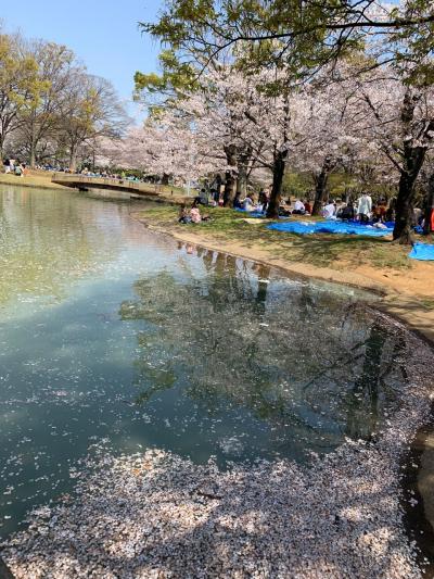 代々木公園の桜とアウトドアフェア(2019年4月)