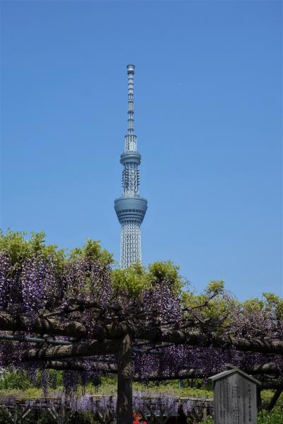 見頃って、これ？根津神社の躑躅 VS 亀戸天神の藤 長靴を探す旅