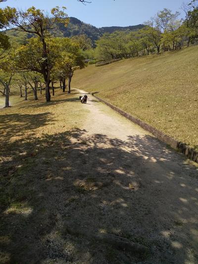 昭和の日の新緑はすがすがしい