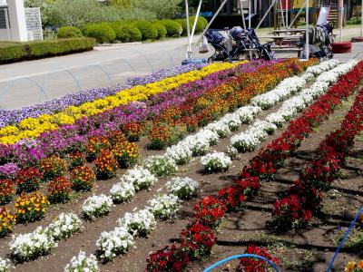 【近郊43】2020.4今年も江南へボランティア-コロナ禍の中のドライブ　埼玉県農林公園